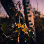 Blätter und Stahlmast