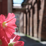 Stockrose in Stralsund
