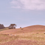 Auf der Halbinsel Mönchgut - Rügen