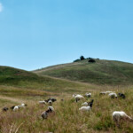 Auf der Halbinsel Mönchgut - Rügen