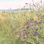 Auf der Halbinsel Mönchgut - Rügen