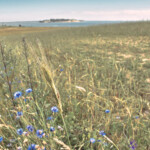 Auf der Halbinsel Mönchgut - Rügen