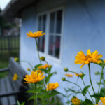 Pfarrwitwenhaus in Groß Zicker